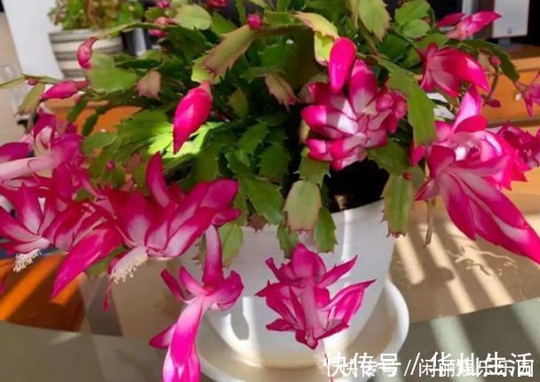 浇水|如何养殖蟹爪兰,让它长得快、开花多、状态好?