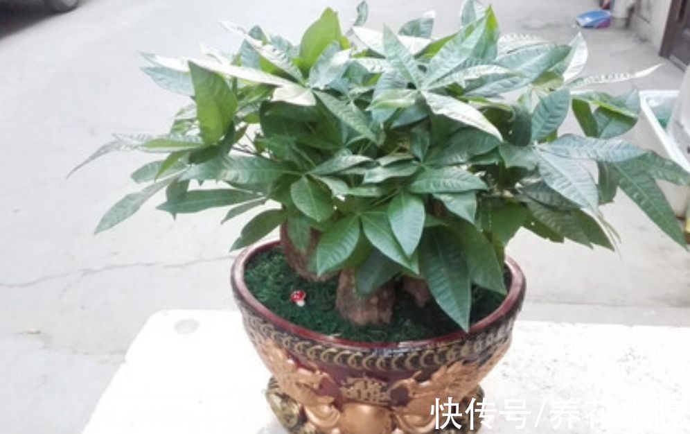 黄叶|养发财树，记住4个“顺口溜”，避免烂根黄叶，长得旺