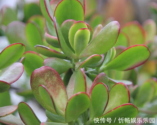 玉树|玉树生长缓慢怎么办教你3个小妙招,在家种植的玉树越长越旺盛