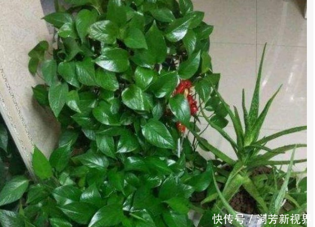 花店|花店老板不小心说漏嘴，用以下水浇花，绿萝吊兰君子兰越养越旺