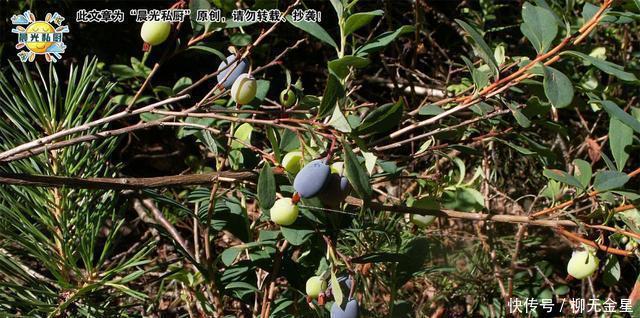 抗氧化|蓝莓曲奇,9.9元一盒的蓝莓,还可以这样吃清香柔软、甜而不腻