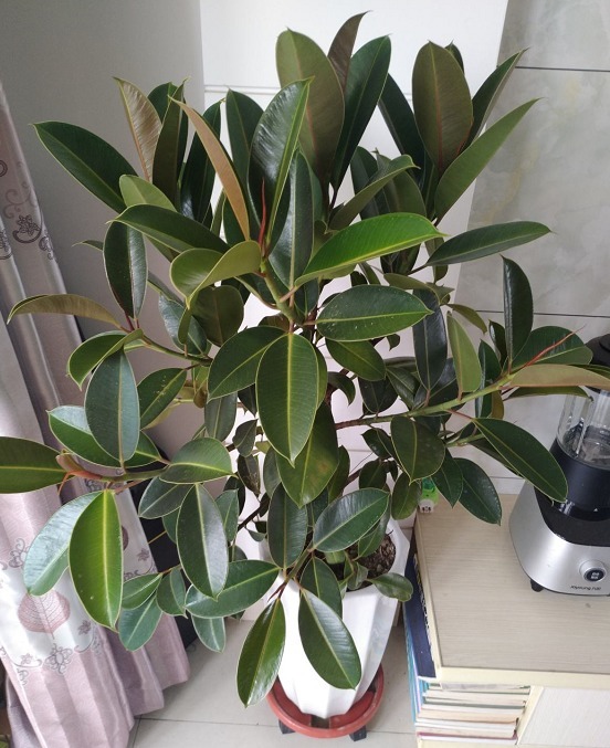 好习惯|5个养花好习惯,学会了,啥花都能养爆盆!