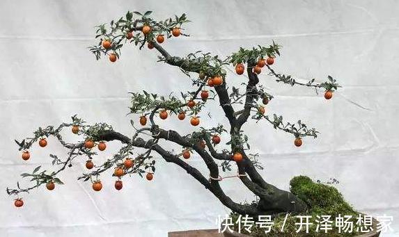 老桩|懒人家里养盆栽首选3款''大树'',株型小、身价高、寓意美