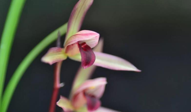 春兰|春兰滇红素,顶级品种,红花浓香,被誉为兰花界的常青树