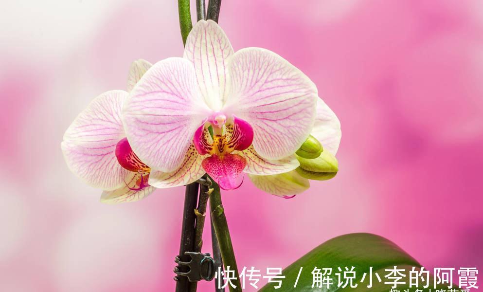 富贵|适合客厅养的5种漂亮花,喜庆大气又吉祥,幸福感满满