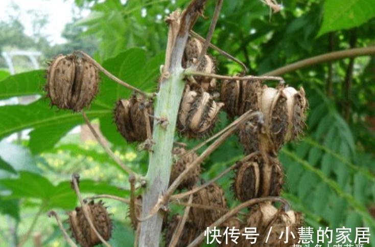 “美丽有毒”的植物，快来认识11种“毒花毒果”，不吃亏不上当