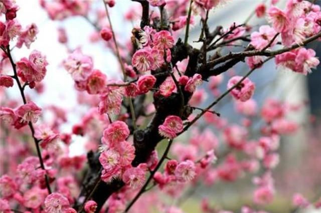  赏读邵雍梅花诗五首：数点梅花天地春，忽逢甲子又兴元