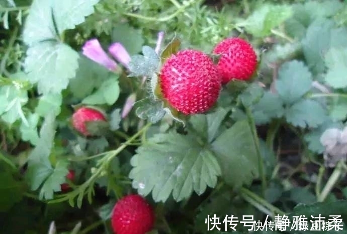 咽喉肿痛|感冒、咽喉肿痛、咳嗽？莫慌！吃几颗此果，现在知道还不晚！