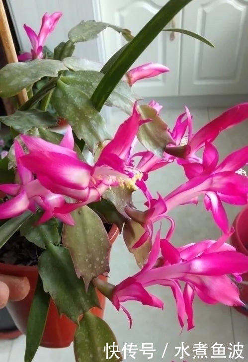 蟹爪兰焉焉的怎么办蟹爪兰要怎么浇水是浇大水还是少浇水