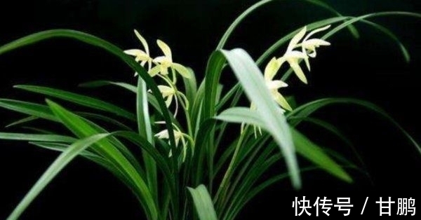 萧艾!五言绝句◆空谷幽兰