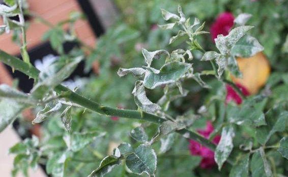 病菌|养花必备的杀菌剂,到底怎么用?多菌灵只是“初级”,黄叶不管用