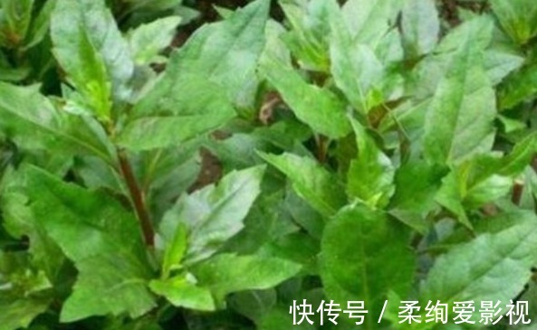 被人称为“长寿草”的野草,食用可排出体内垃圾,强健身体