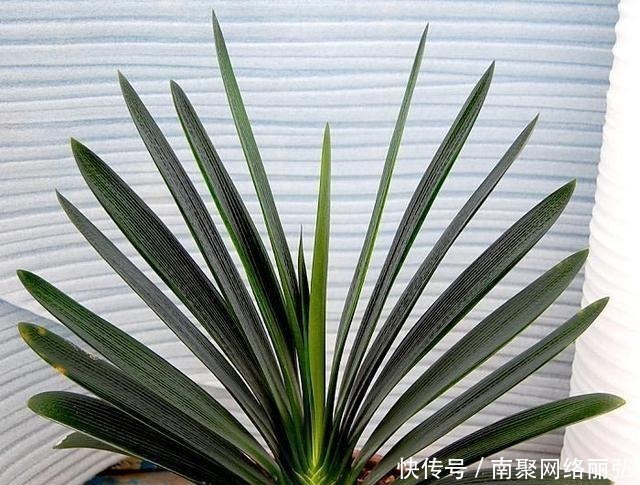 冬天|君子兰冬天该怎么浇水?错一点,君子兰黄叶烂根就开始了!