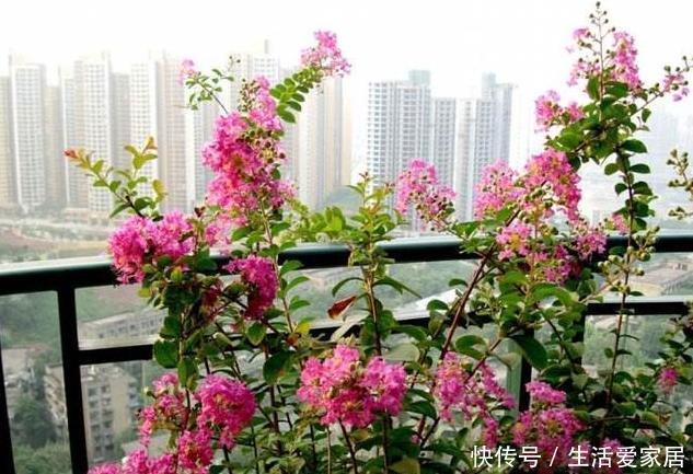 烦恼|螨虫、细菌最“厌恶”的3种花,赶紧养1盆,烦恼“消除”身体棒