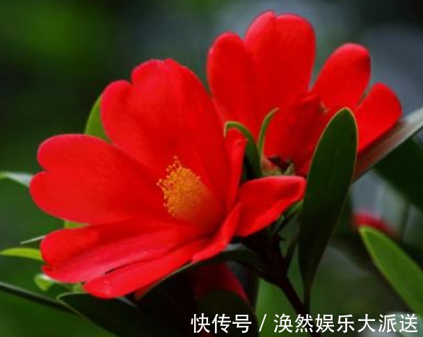 四季|此花被誉为“花中小强”,常年不落花,花开四季,比三角梅还好养