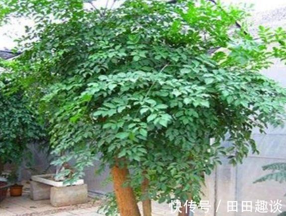 花卉|家里养此款花卉，便宜又好养，好养如绿萝，简单易成活