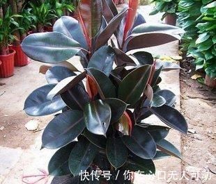 养花|6种观叶植物，客厅养一盆，绿意盎然，充满生机，不开花也好看！