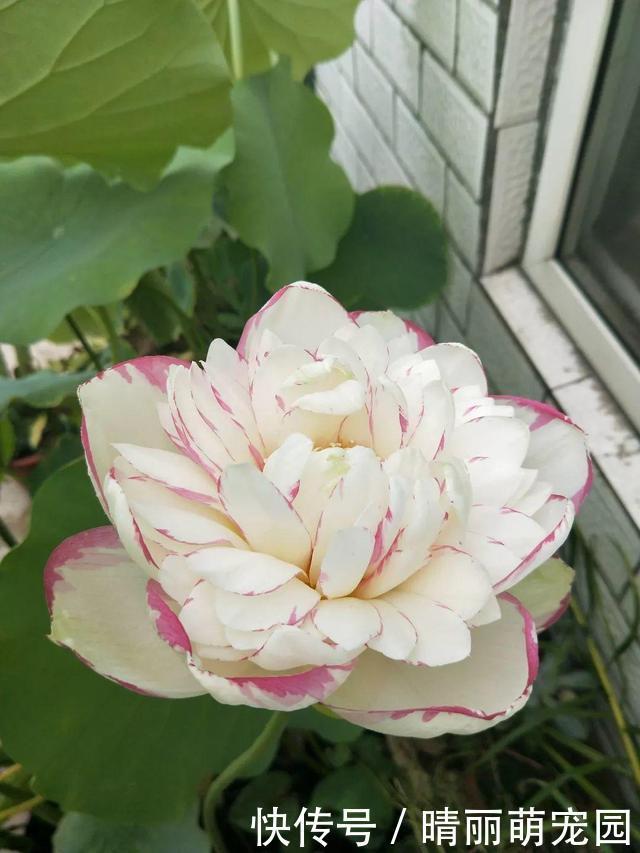 她在水缸里种荷花,开花比脸还大,满缸都是藕!