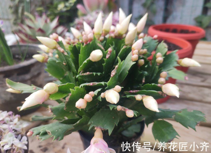 一茬花|想要蟹爪兰花后继续开,做好“2掐3足”,持续开花到夏季