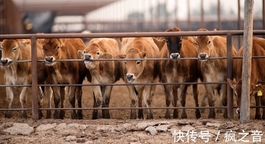 远古人类不吃盐，野生动物不吃盐活蹦乱跳，现在不吃盐却会有问题