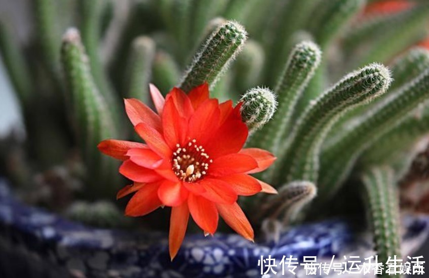 花卉盆栽|秋冬就养这“花”,越冷越爱开,比蟹爪兰还漂亮,养100盆也不多