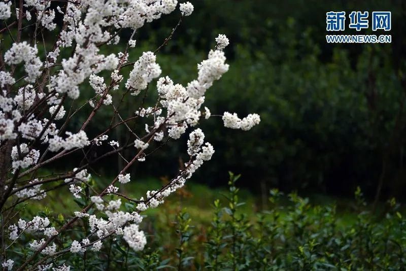 这个季节赏花踏青刚刚好~