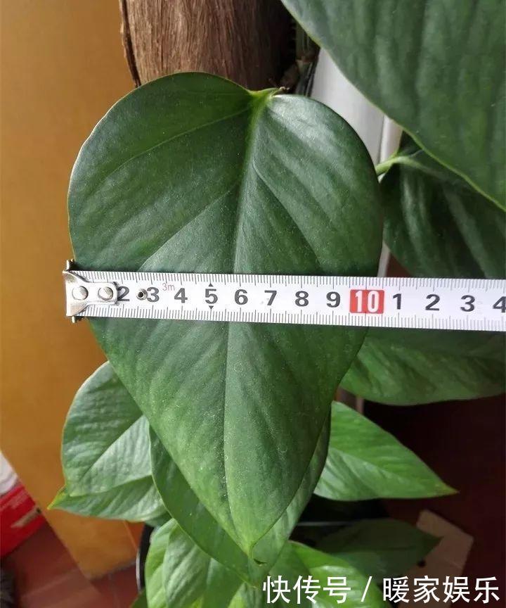花友|绿萝裹个旧毛巾,俩月能爬1米高,一片叶子脸盆大!