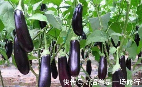 抑角苷|胖人多有脂肪肝,又不想运动,吃几类食物,肝癌、肝硬化找不上门