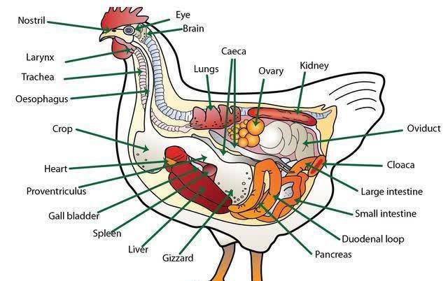 鸡屁股|宁舍金山、不舍鸡尖,传说有毒且致癌的鸡屁股,到底能不能吃?