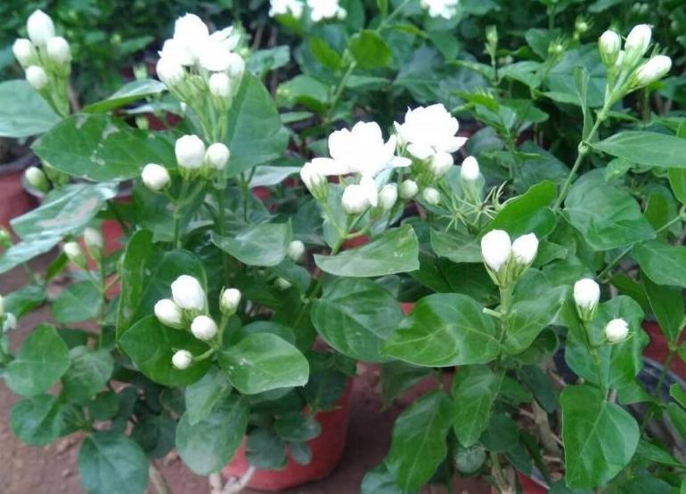 3种花现在扦插还不晚,剪个枝插盆里,生根快成活率高