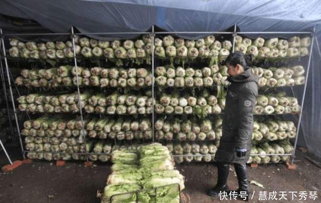 东北|当东北人开始囤菜,阵仗可以有多大南方人场面堪比部队站军姿