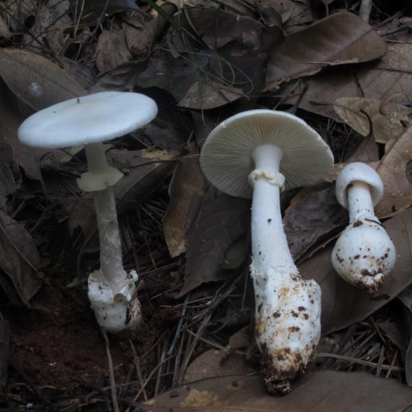 菌环|贵州省疾控提醒：这东西别吃！