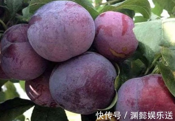 色斑|聪明的人都知道,常吃此水果,美白皮肤,淡化色斑,早知早受益