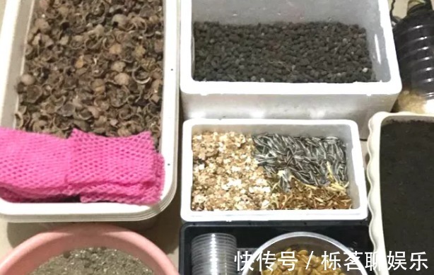蛋壳|老妈在盆里埋点料，虎皮兰吃了一夜冒10个芽，花盆都炸了！