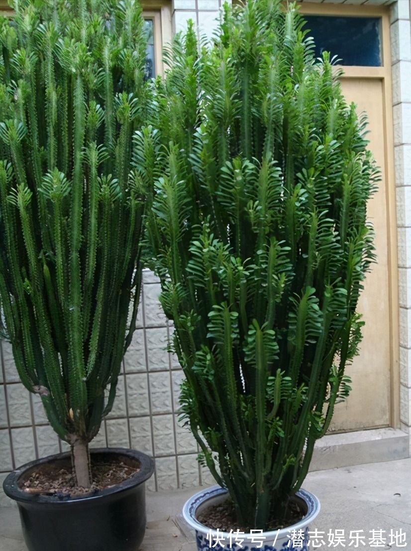 家里养花,避开8种“小毒花”,家里有老人孩子,孕妇的,别靠近