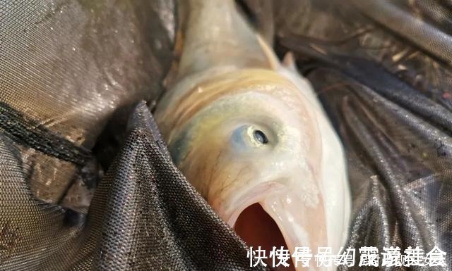 “呛水”真的能快速遛翻大鱼可能你一直理解错了