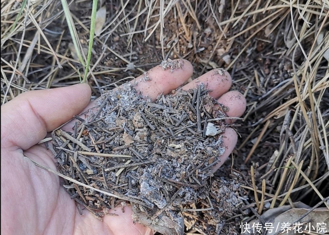 土壤|养花用松针土，3件细节要做好，否则对花卉生长不利