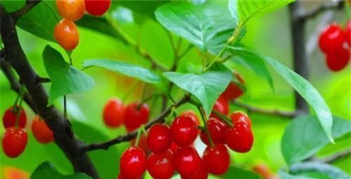 每天晚上坚持吃3种食物,补充水分、滋润肌肤,好吃又不贵!