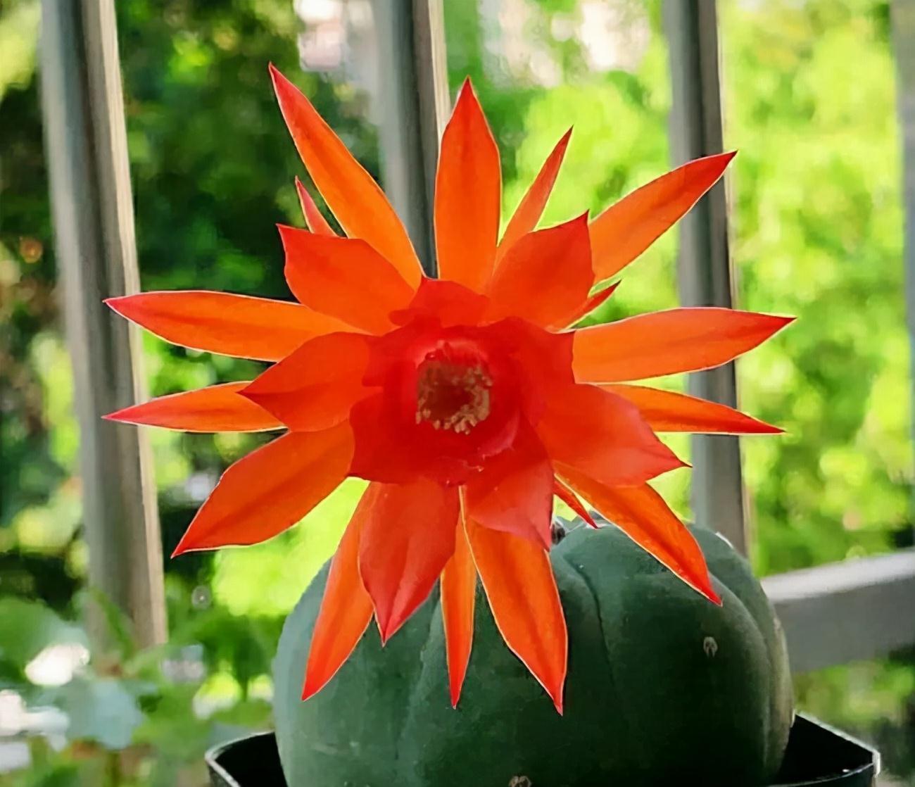 天生“怕水”的15种花，养不好都是因为“太勤了”，别忽视