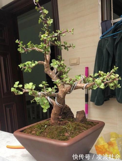 漂亮|养金枝玉叶，做到4点，长成粗壮老桩，漂亮又精致