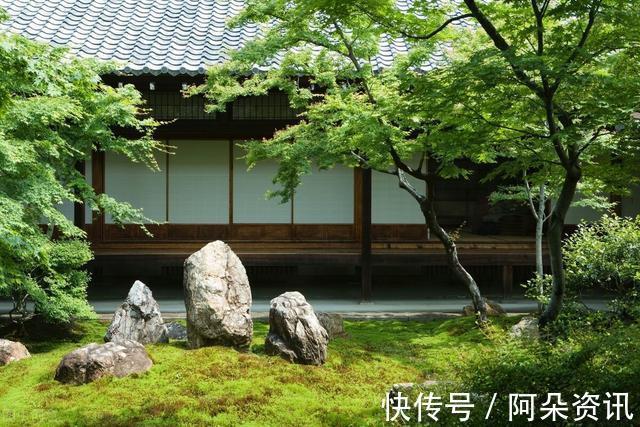 价值|院子里有空地,就种“四大名贵树”,越大价值越高