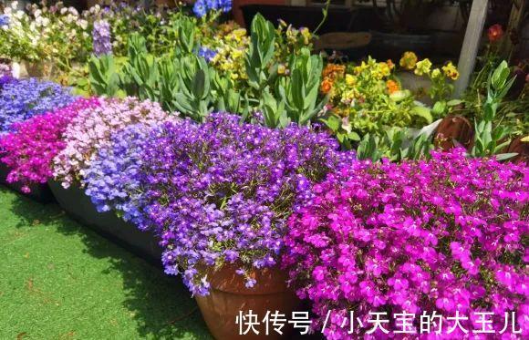 记录一下我养过的花，1000多盆都有啥