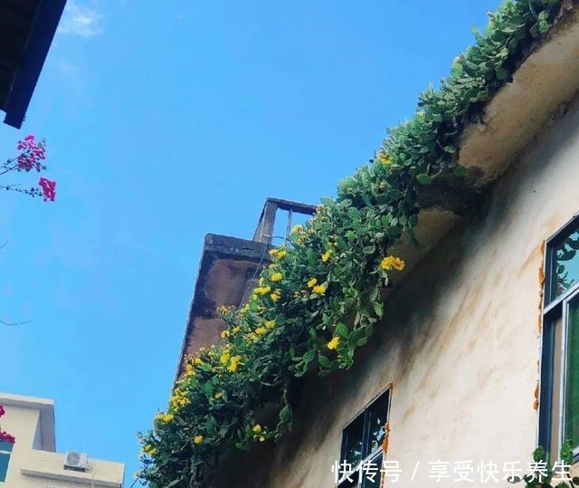 8种镇宅花,窗户边养一棵,霸气又镇宅!