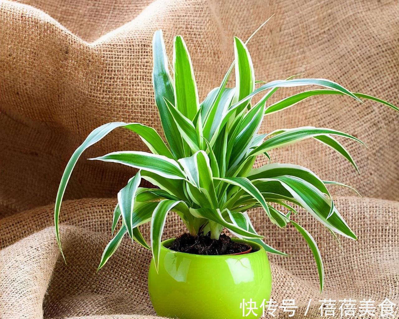 19种常见花“耐寒能力”一览表,天冷要不要“入室”,看看就知道