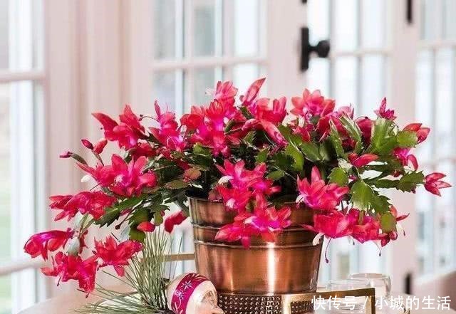 磷酸二氢钾,喷叶子好还是灌根好看一眼就能明白,别弄错了!