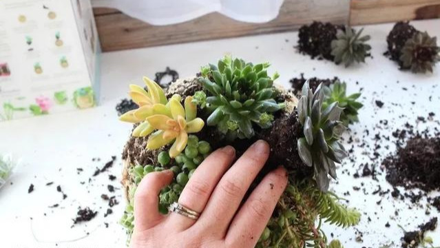 室内绿植种花不用盆,揉一个小球吊起来就让家里美翻