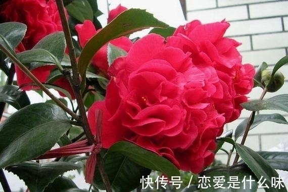 别只养月季了,此花比牡丹还美,芳香四溢还好养