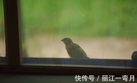 秋韵@诗花冉冉抱香开,倚翠鬓荡金钗,淡浓秋韵入心来,展芳笺慢慢栽