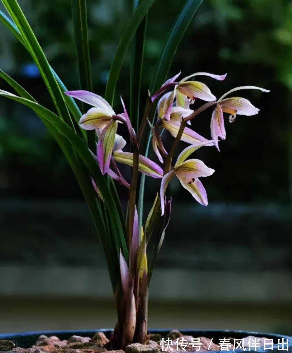 盆期|第一次养兰花长不好?放弃还是继续,看看老花匠怎么说