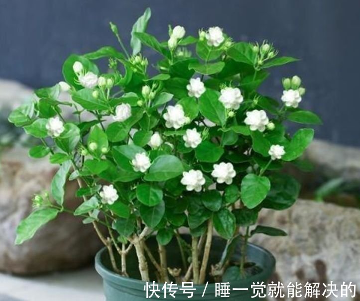 3种花适合新手养,好养又漂亮,不用管理也能开花,轻松爆满枝头